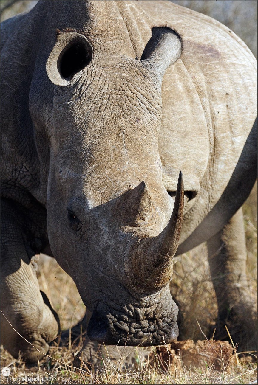 Close up portrait of white rhinoceros (Ceratotherium simum), Hlane Royal National Park, Swaziland