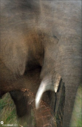 African elephant (Loxodonta africana) bull in full charge, Mkhaya Game Reserve, Swaziland