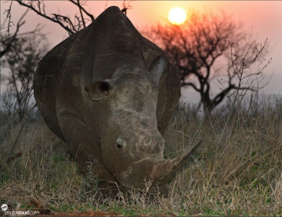 White rhinoceros (Ceratotherium simum) grazing with sunset in background, Mkhaya Game Reserve, Swaziland